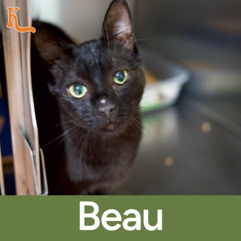 Rescue Domestic Short Hair Cats for Adoption in Desert Hot Springs, California - Beau | PetCurious