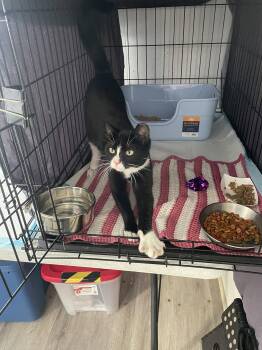 Terran -  Domestic Short Hair Cat for Adoption in Trenton, New Jersey - Terran | PetCurious