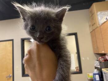 OLIVER -  Domestic Medium Hair Cat for Adoption in Modesto, California - OLIVER | PetCurious