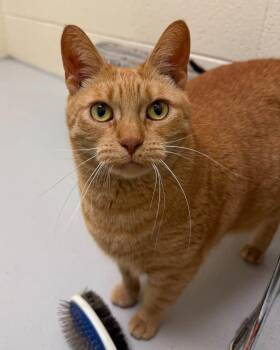 Carmel -  Domestic Short Hair Cat for Adoption in Fremont, Michigan - Carmel | PetCurious