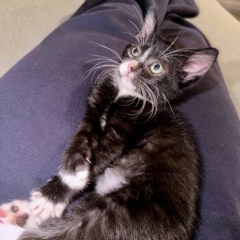 Optimistic Octopus 15 -  Domestic Short Hair Cat for Adoption in Austin, Texas - Optimistic Octopus 15 | PetCurious