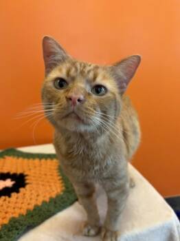 Cheeto -  Domestic Short Hair Cat for Adoption in Winnipeg, Manitoba - Cheeto | PetCurious