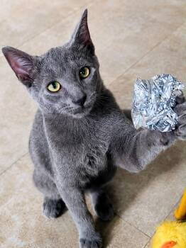 CEO -  Domestic Short Hair Cat for Adoption in Rixeyville, Virginia - CEO | PetCurious