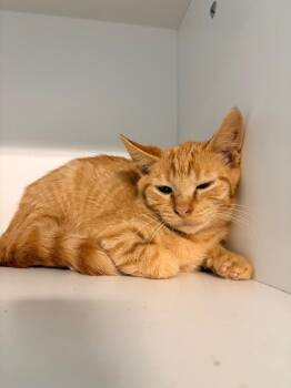 Alexander -  Domestic Short Hair Cat for Adoption in Huntington, Indiana - Alexander | PetCurious