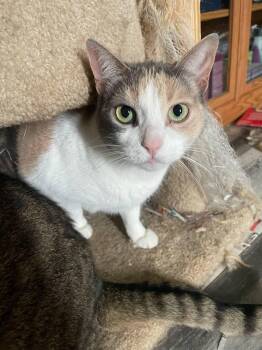 Rescue American Shorthair Cats for Adoption in Chatham, Ontario - Harley | PetCurious