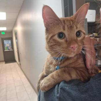 Waffles/Clawed -  Domestic Short Hair Cat for Adoption in Lufkin, Texas - Waffles/Clawed | PetCurious