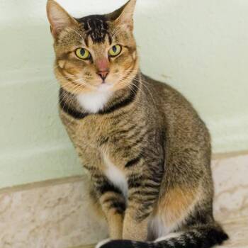 Fitz -  Domestic Short Hair Cat for Adoption in Hot Springs, Arkansas - Fitz | PetCurious
