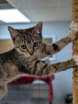 Cordelia -  Domestic Short Hair Cat for Adoption - Cordelia | PetCurious