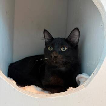Ronaldo -  Domestic Medium Hair Cat for Adoption in Long Beach, California - Ronaldo | PetCurious