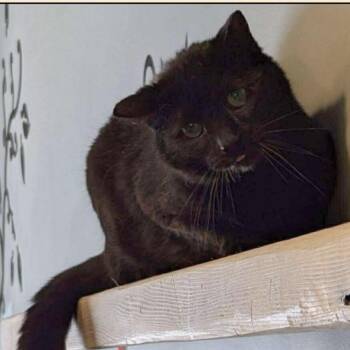 Rescue Domestic Short Hair Cats for Adoption in Schnecksville, Pennsylvania - JADE | PetCurious