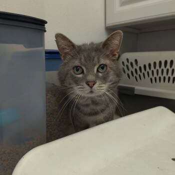 Domestic Short Hair Cats Available for Adoption - Baby | PetCurious
