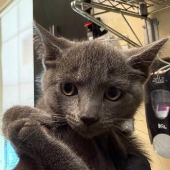 McMuffin -  Domestic Short Hair Cat for Adoption in Pasadena, California - McMuffin | PetCurious