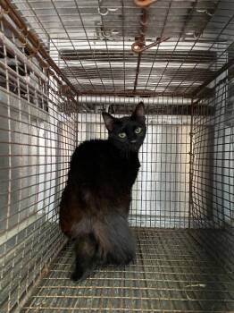 Domestic Short Hair Cats Available for Adoption in New Braunfels, Texas - Noodle | PetCurious