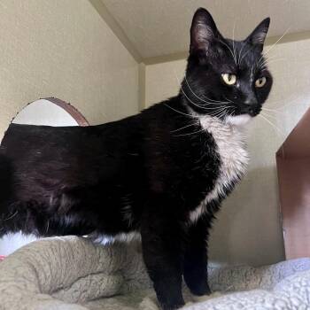 Domestic Short Hair Cats Available for Adoption in Glenwood Springs, Colorado - Kirby | PetCurious