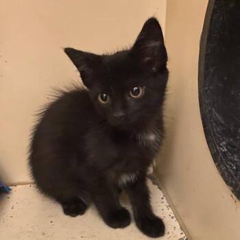 Petrie -  Domestic Short Hair Cat for Adoption in Dayton, Ohio - Petrie | PetCurious