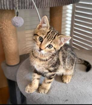 Peter -  Domestic Short Hair Cat for Adoption - Peter | PetCurious