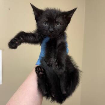 Noah -  Domestic Short Hair Cat for Adoption in Birmingham, Alabama - Noah | PetCurious