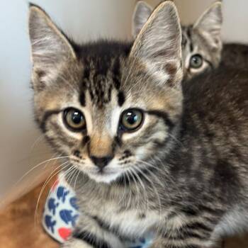 Domestic Short Hair Cats Available for Adoption in League City, Texas - Triple Nut Caramel (BLU) | PetCurious