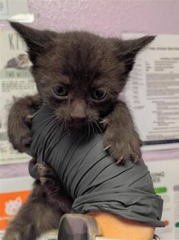 k5 -  Domestic Short Hair Cat for Adoption in El Paso, Texas - K5 | PetCurious