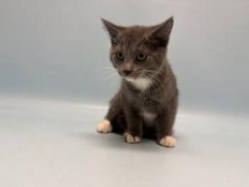 Crocs -  Domestic Medium Hair and Domestic Short Hair Cat for Adoption in Golden Valley, Minnesota - Crocs | PetCurious