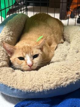 Rescue Tabby Cats for Adoption in Miami, Florida - Antigone | PetCurious