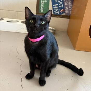 Domestic Short Hair Cats Available for Adoption in Laredo, Texas - Coffee | PetCurious