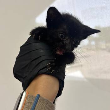 Olaf -  Domestic Short Hair Cat for Adoption in Corpus Christi, Texas - Olaf | PetCurious