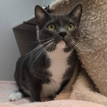 Kiwi -  Domestic Short Hair Cat for Adoption in Pittsburgh, Pennsylvania - Kiwi | PetCurious