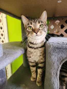 Rescue Tabby Cats for Adoption in Evansville, Indiana - Kitty Bea | PetCurious