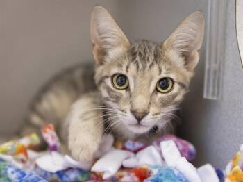 PHILLY -  Domestic Short Hair Cat for Adoption in Phoenix, Arizona - PHILLY | PetCurious