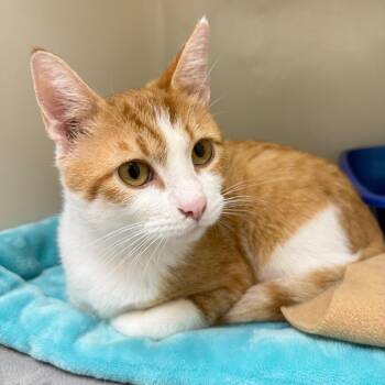 Caden -  Domestic Short Hair Cat for Adoption in Cumming, Georgia - Caden | PetCurious