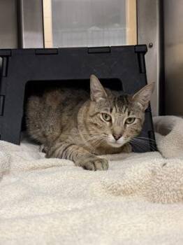 Domestic Short Hair Cats Available for Adoption in Wichita, Kansas - Jimmy-Bob Shrimp Pants | PetCurious