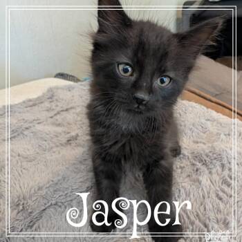 Jasper -  Domestic Medium Hair Cat for Adoption in Monroe, Michigan - Jasper | PetCurious