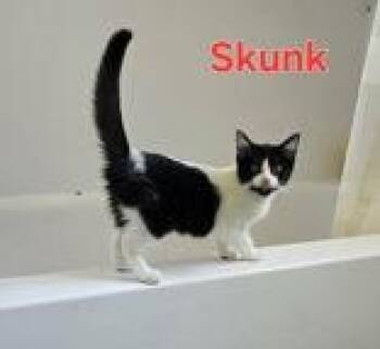 Skunk -  Domestic Short Hair Cat for Adoption in Newport, Kentucky - Skunk | PetCurious