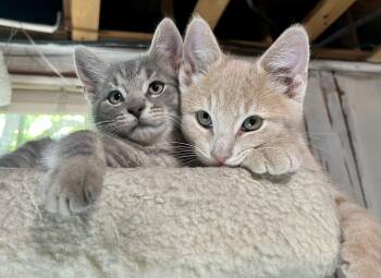 Dewy and Sunny -  Domestic Short Hair Cat for Adoption in Rocky Hill, Connecticut - Dewy And Sunny | PetCurious