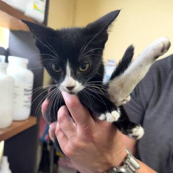 Bonnie -  Domestic Short Hair Cat for Adoption in Corinth, Mississippi - Bonnie | PetCurious