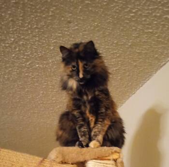 Domestic Long Hair Cats Available for Adoption - Preea | PetCurious