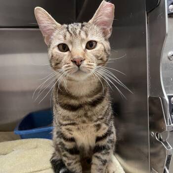 Domestic Short Hair Cats Available for Adoption - Scorch | PetCurious