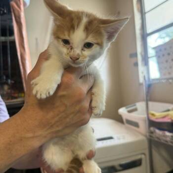 Domestic Short Hair Cats Available for Adoption in Stephenville, Texas - Seabrook | PetCurious