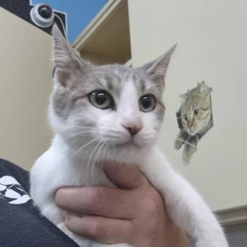 Domestic Short Hair Cats Available for Adoption in Ardmore, Oklahoma - Nora | PetCurious