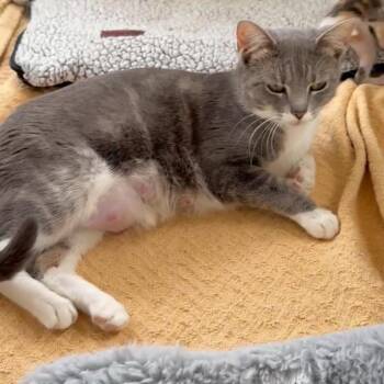 Domestic Short Hair Cats Available for Adoption - Emmie | PetCurious