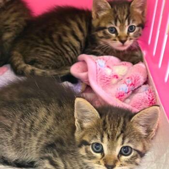 Singers Siblings - Adele -  Domestic Short Hair Cat for Adoption in Washington, District Of Columbia - Singers Siblings - Adele | PetCurious