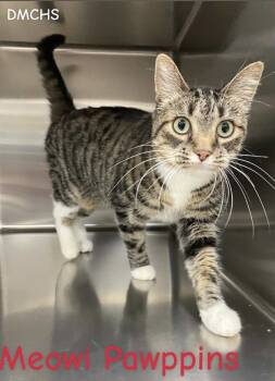 Rescue Domestic Short Hair Cats for Adoption in Burlington, Iowa - Meowi Pawppins | PetCurious