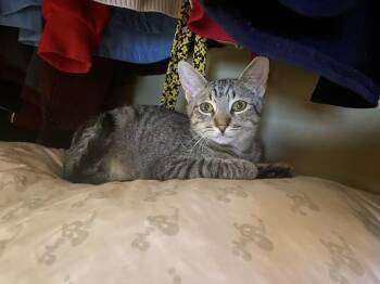 Domestic Short Hair Cats Available for Adoption in Dallas, Texas - Chili 0376 | PetCurious