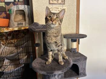 Rescue Domestic Short Hair Cats for Adoption in Peru, Illinois - Kickball | PetCurious