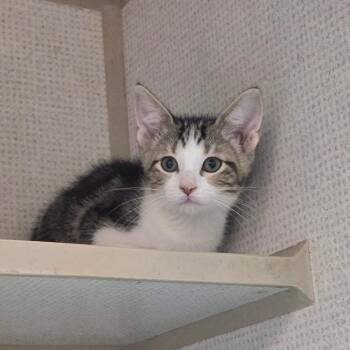 Rescue Domestic Short Hair Cats for Adoption in Graham, Texas - Furby | PetCurious
