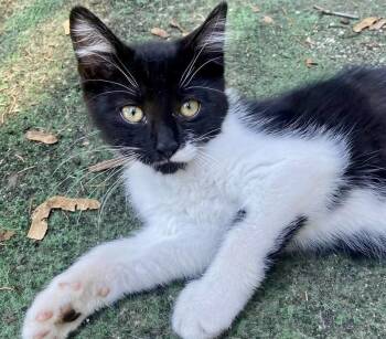 Tux -  Tuxedo Cat for Adoption in Woodstock, Ontario - Tux | PetCurious