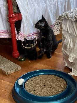 Bat and Rook -  Domestic Short Hair Cat for Adoption in Seattle, Washington - Bat And Rook | PetCurious