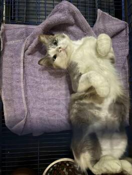 Rescue Turkish Angora Cats for Adoption in Brampton, Ontario - Diana | PetCurious