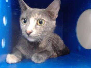 CHARLI -  Domestic Short Hair Cat for Adoption in Orlando, Florida - CHARLI | PetCurious